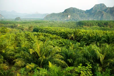 В тропических лесах может стать слишком жарко для фотосинтеза |  greenbelarus.info