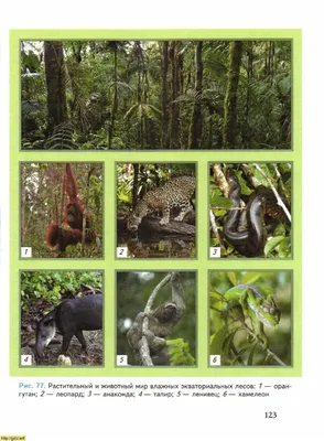 Экваториальные леса животные и растения - 65 фото