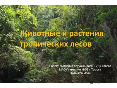 Животные в умеренном тропическом лесу | Айнагуль Рахимжанова | Дзен