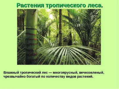 Животные и растения тропиков - презентация онлайн