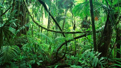тропический лес с естественным солнечным светом, картина тропического леса  фон картинки и Фото для бесплатной загрузки