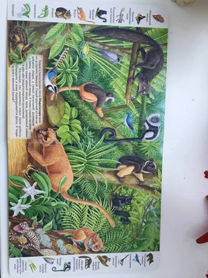 Иллюстрация 31 из 39 для Животные и растения тропических лесов | Лабиринт -  книги. Источник: Лабиринт