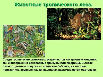 Презентация по окружающему миру \"Растения и животные тропических лесов\"