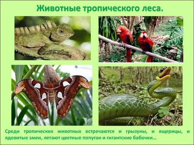 Животные и растения тропиков - online presentation