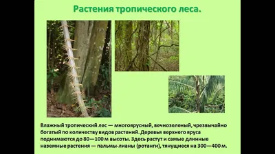 презентация на тему животные и растения тропических лесов 2 класс - YouTube