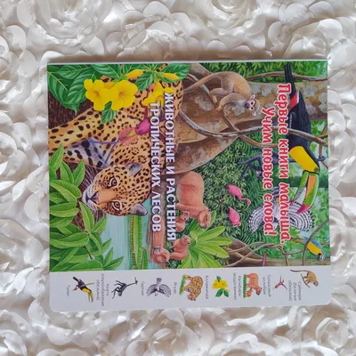 Иллюстрация 36 из 39 для Животные и растения тропических лесов | Лабиринт -  книги. Источник: Оляшка