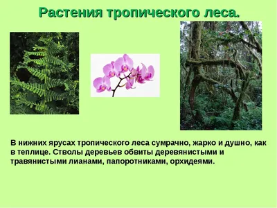 Животные и растения тропических лесов - презентация онлайн