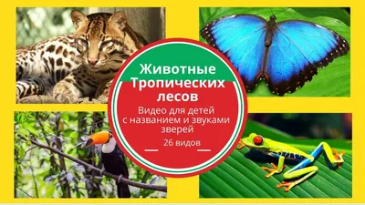Животные и растения тропических лесов - МНОГОКНИГ.lv - Книжный  интернет-магазин