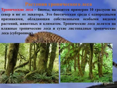 Презентация по окружающему миру \"Растения и животные тропических лесов\"