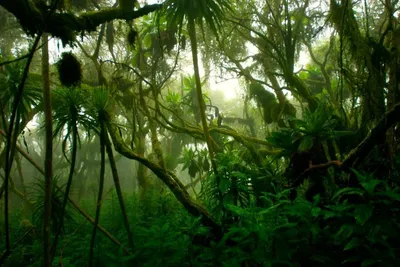 Тропический лес Юго-Восточной Азии - Tallinna Loomaaed