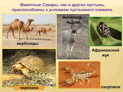 Ответы Mail.ru: доклад на тему животные и растения тропических пустынь для  2 класса. желательно не слишком много