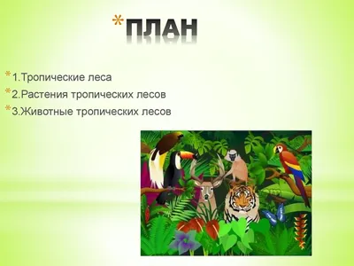 фон тропических лесов иллюстрация штока. иллюстрации насчитывающей ландшафт  - 270048286