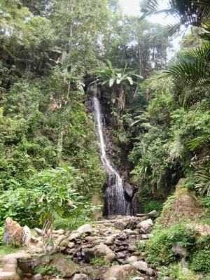 Природа тропических лесов | Удивительная Природа | Дзен