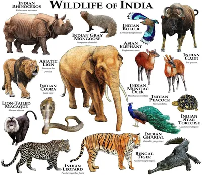 Векторный Набор Животных Индии — стоковая векторная графика и другие  изображения на тему Животные в дикой природе - Животные в дикой природе,  Дикие животные, Индия - iStock
