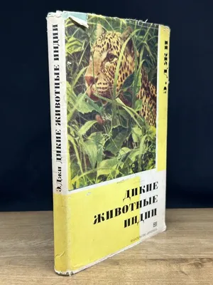 Животные Индии корова, что связь в сарае Стоковое Фото - изображение  насчитывающей сарай, ноги: 203266374