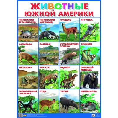 Наглядные пособия. Схемы. Плакаты. 3 класс: Литур Плакат. Животные Южной  Америки (55 х 77 см) Ukazka.ru