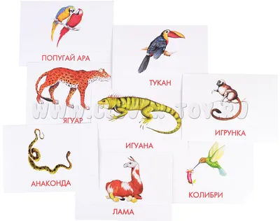 Плакат. Животные Южной Америки (550х770) — купить книги на русском языке в  DomKnigi в Европе