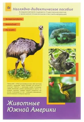 Постер в детскую \"Животные Южной Америки\"