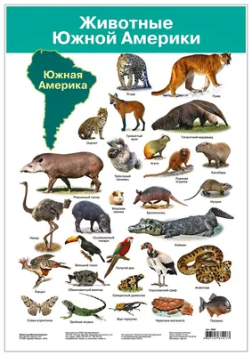 Плакат Животные Южной Америки