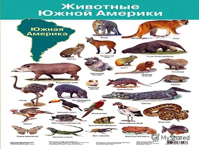 Обучающая книга \"Животные Южной Америки\", 20 страниц купить по цене 49 ₽ в  интернет-магазине KazanExpress