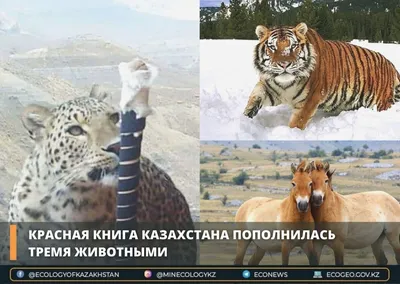 Фотоловушка! Дикие животные Казахстана в кадре. - YouTube