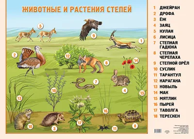 Редкие животные Казахстана, что вы знаете об этом? | Instagram