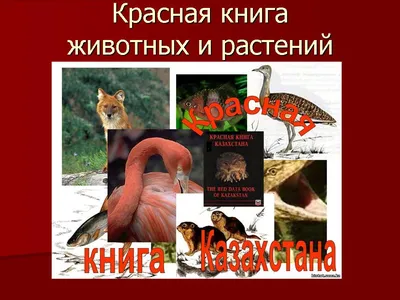 Купить книгу Красная книга. Животные Куксина Н.В., Смирнова С.В. | Book24.kz