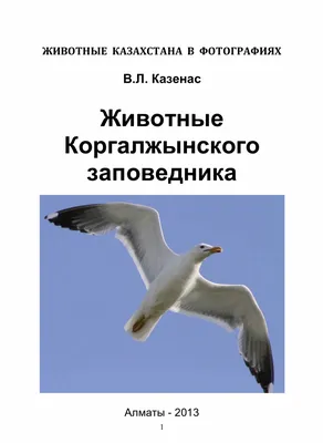 Самое красивое и редкое животное Казахстана попал в видео-ловушку Новости  Новый Казахстан