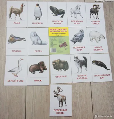 Раздаточные карточки Атмосфера праздника Животные холодных широт -  «РАЗВИВАШКИ для ребенка - обучающие карточки!!! Животные холодных широт!» |  отзывы