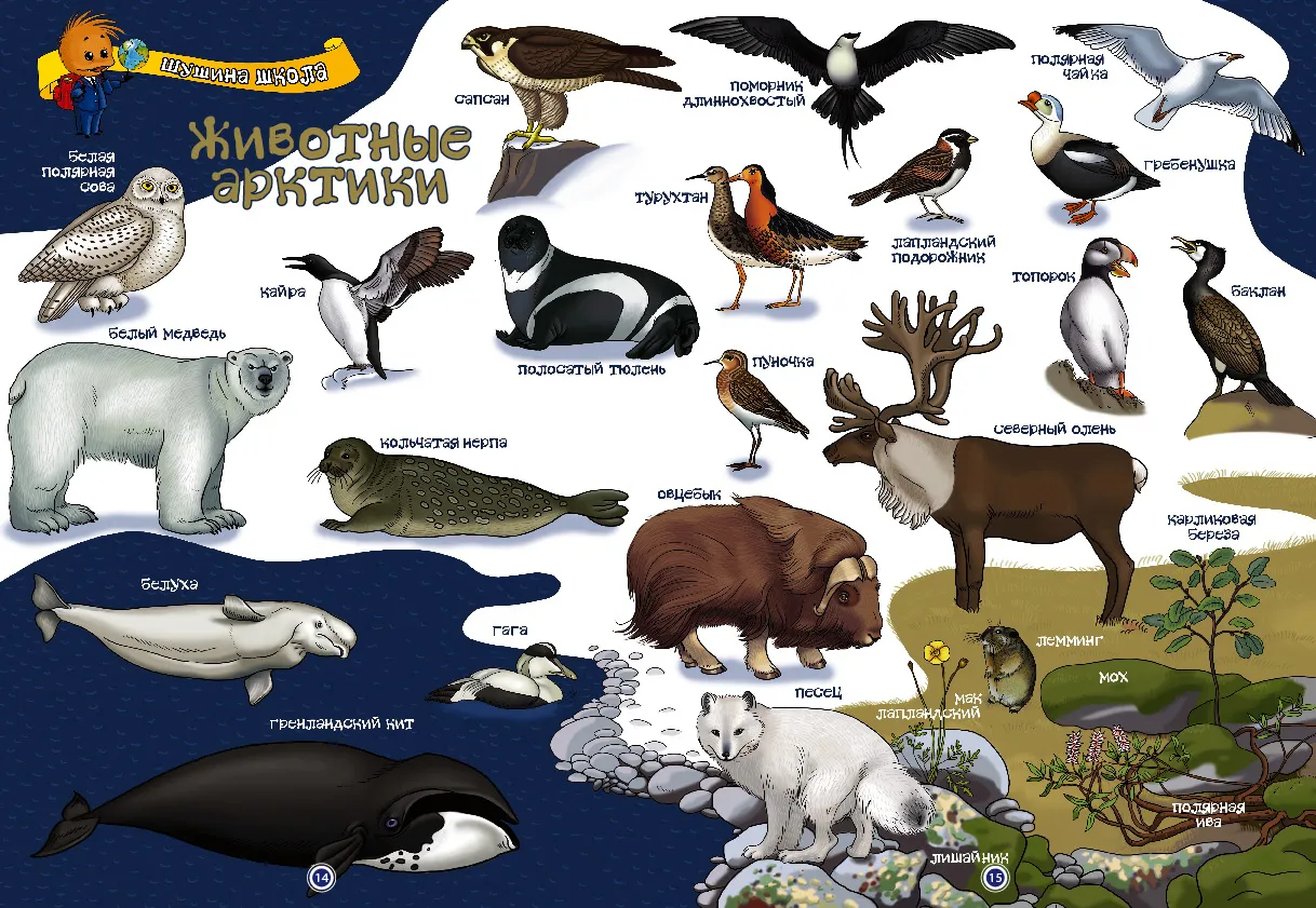 Животный мир Арктики и Антарктики. Арктика животные Арктики и Антарктики. Животные и птицы Арктики и Антарктики. Полярные животные для детей.
