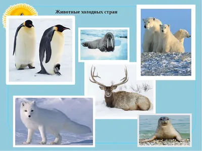 Иллюстрация 46 из 52 для Животные жарких и холодных стран - Евгений Чарушин  | Лабиринт - книги. Источник: