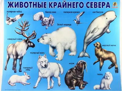 Животные крайнего севера фото