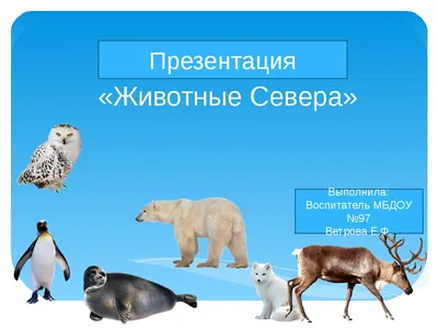 Презентация на тему животные севера \"Животные крайнего севера\"
