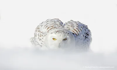 Ледяная красота: удивительные животные, способные выжить в суровых условиях крайнего  севера... | Зоография | Дзен