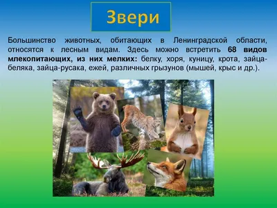 Администрация Ленинградской области торжественно подарила зоопарку трех  степных сурков.