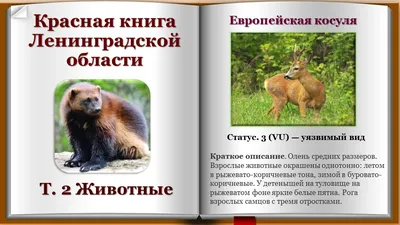 Животные Санкт-Петербурга и Ленинградской области - презентация онлайн