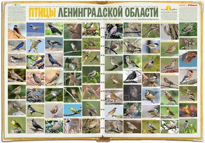 Животный мир Ленинградской области - презентация онлайн