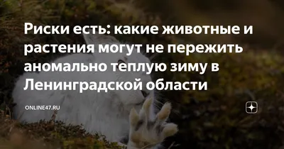 ВНИМАНИЕ! опасные болезни животных. | Тосненский район Ленинградской области