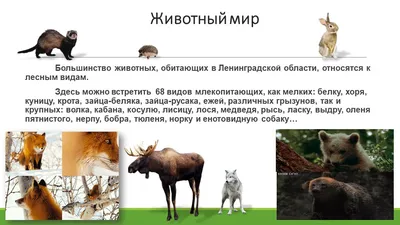 Дикие животные Ленинградской области