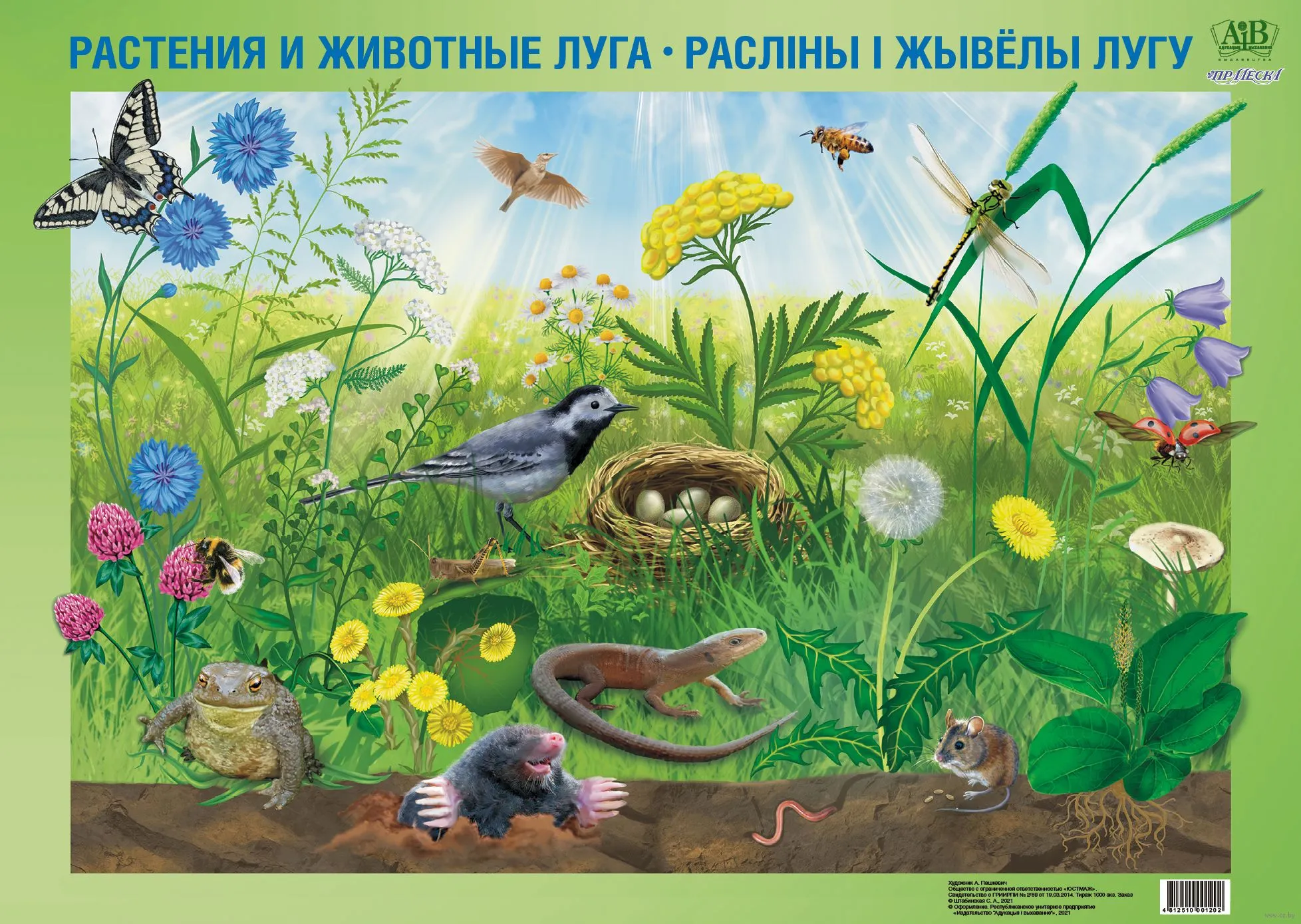 Картинка луга для детей в детском саду