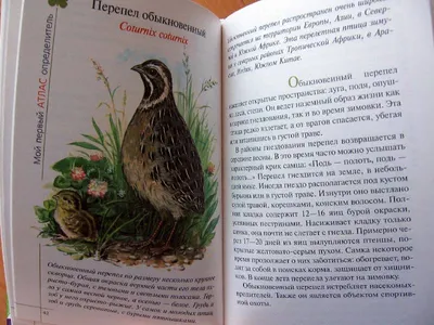 Презентация на тему: \"Растения и животные луга. Составила Смирнова О.В.  Учитель начальных классов МОУ Аконьярвская основная школа Материалы к уроку  по курсу «Окружающий мир»\". Скачать бесплатно и без регистрации.