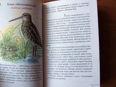 Акварельки\" закрепили тему недели \"Животные: леса, луга, водоёма\" - Новости  учреждения - Детский сад №32 г. Полоцка