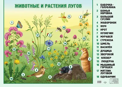 Иллюстрация 2 из 12 для Атлас: Животные луга (3906) - Бровкина, Сивоглазов  | Лабиринт - книги. Источник: Red