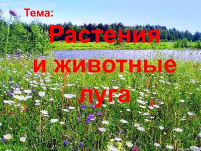 Акварельки\" закрепили тему недели \"Животные: леса, луга, водоёма\" - Новости  учреждения - Детский сад №32 г. Полоцка