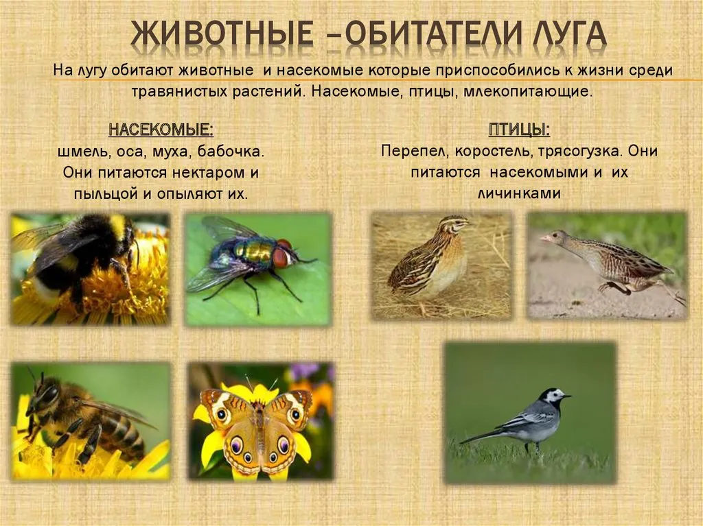 Травоядные животные и насекомые