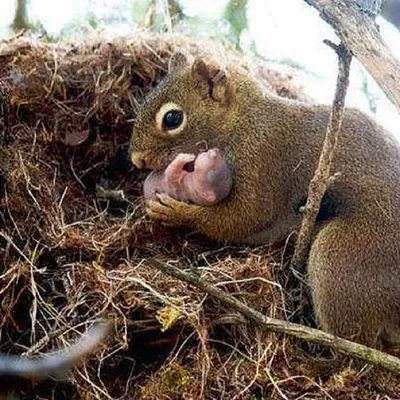Мама и малыш животное» — создано в Шедевруме