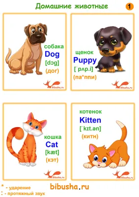 Уроки английского для детей: Животные | Pro-lingua.Ru