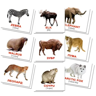 английский алфавит животные картинки - Поиск в Google | Animal alphabet  printable, Cartoons zoo, Animal alphabet letters
