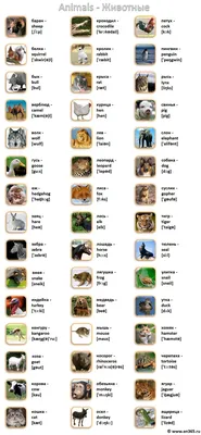 Животные на английском языке для детей - Детский клуб Смайлик Псков