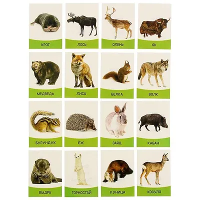 Купить книгу «Атлас животных в картинках. Путешествие вокруг света»,  Элеонора Барсотти | Издательство «Махаон», ISBN: 978-5-389-23516-8